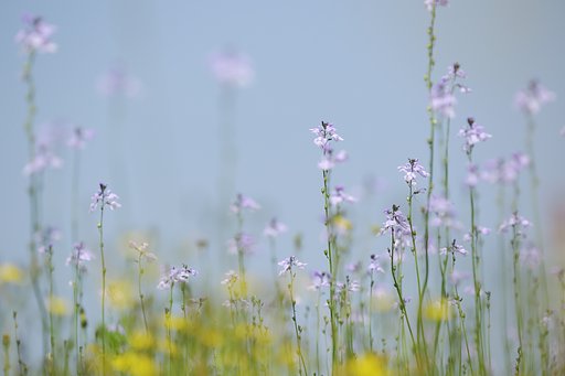 まるで初夏のよう