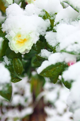 雪の山茶花