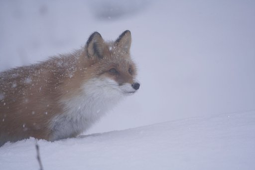 戌じゃないけど