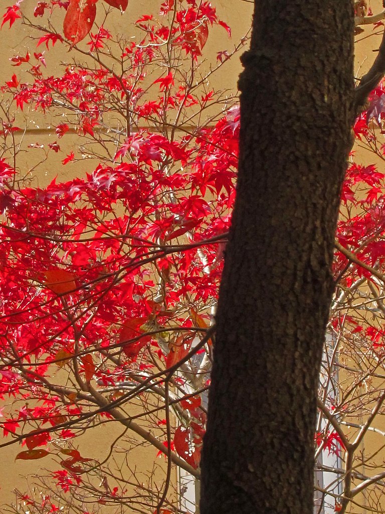 紅葉此処に有り