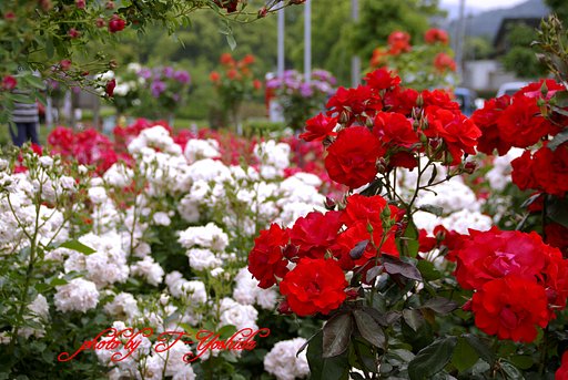 薔薇園にて