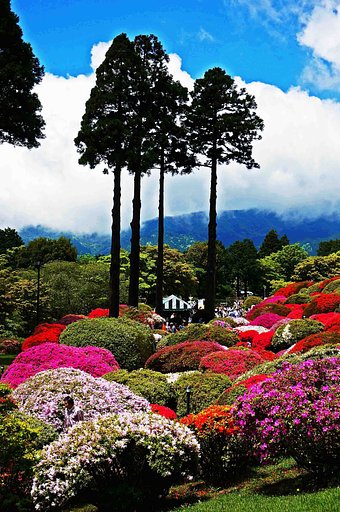 【五月】つつじ