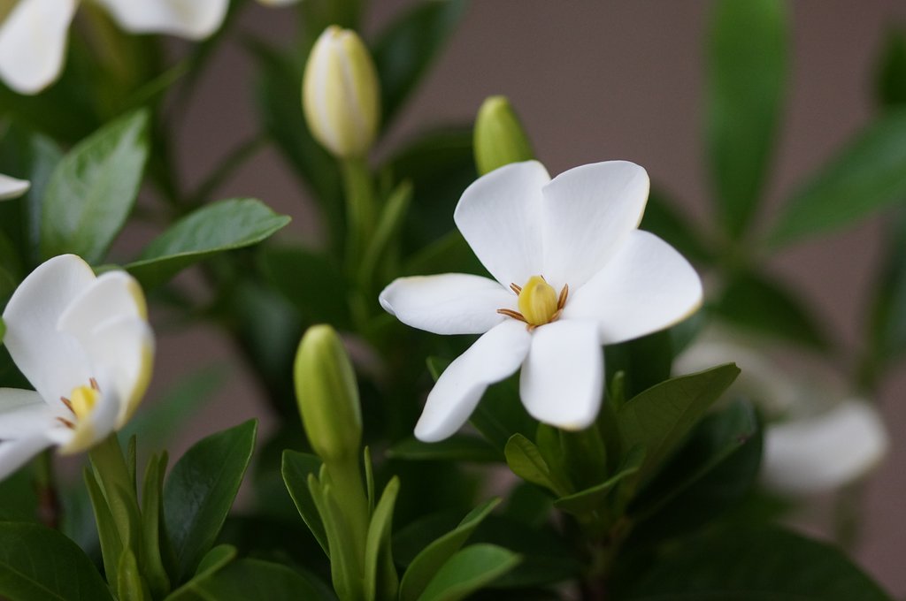 【５月】くちなしの花♪