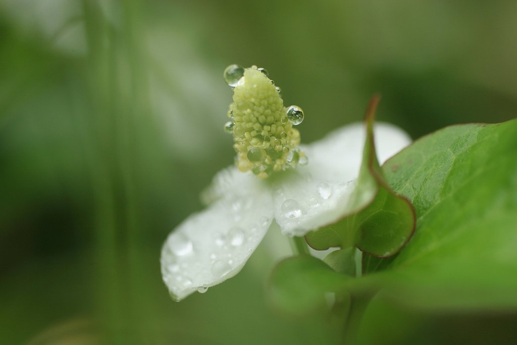 雨上がり・・・