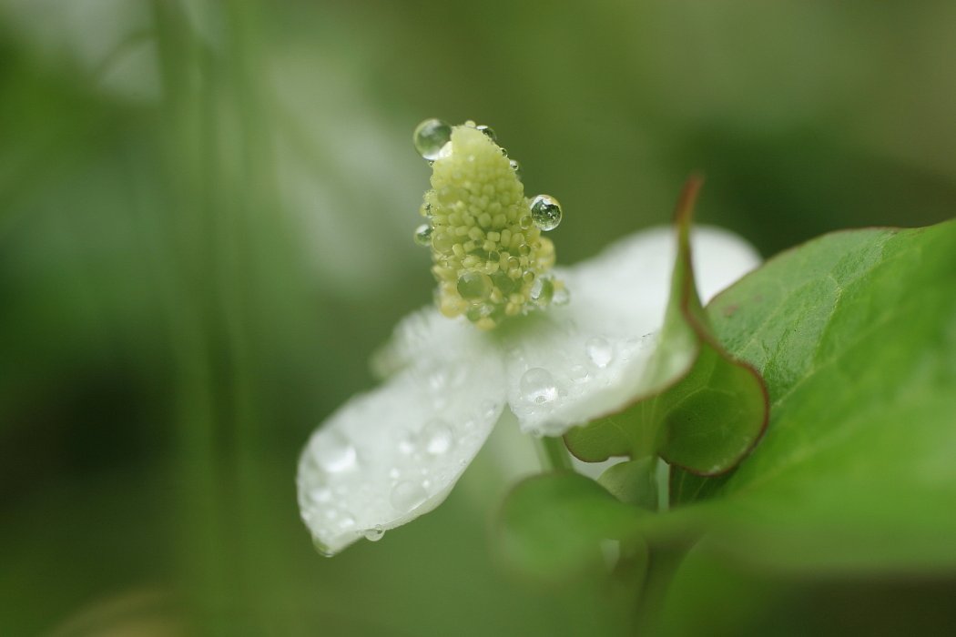 雨上がり・・・
