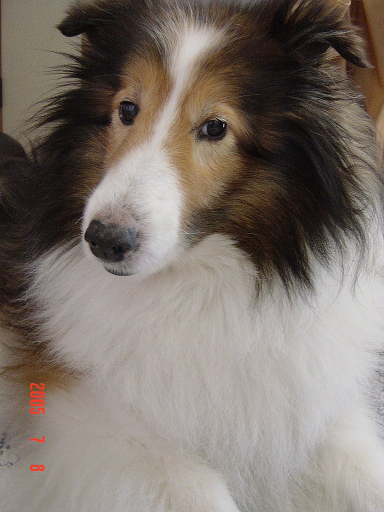 肖像
