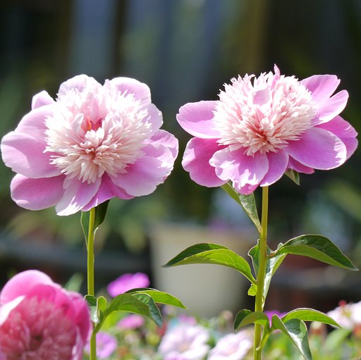 【５月】立てば芍薬