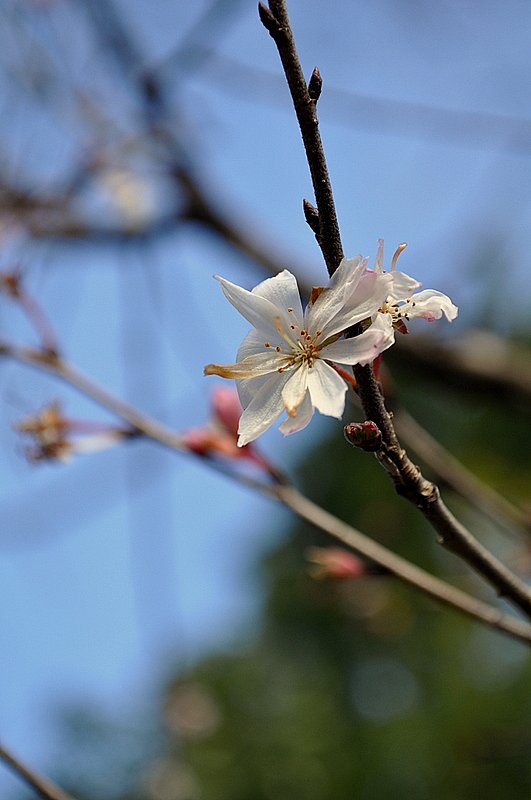 ２４日の桜