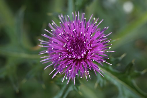 野に開く花火