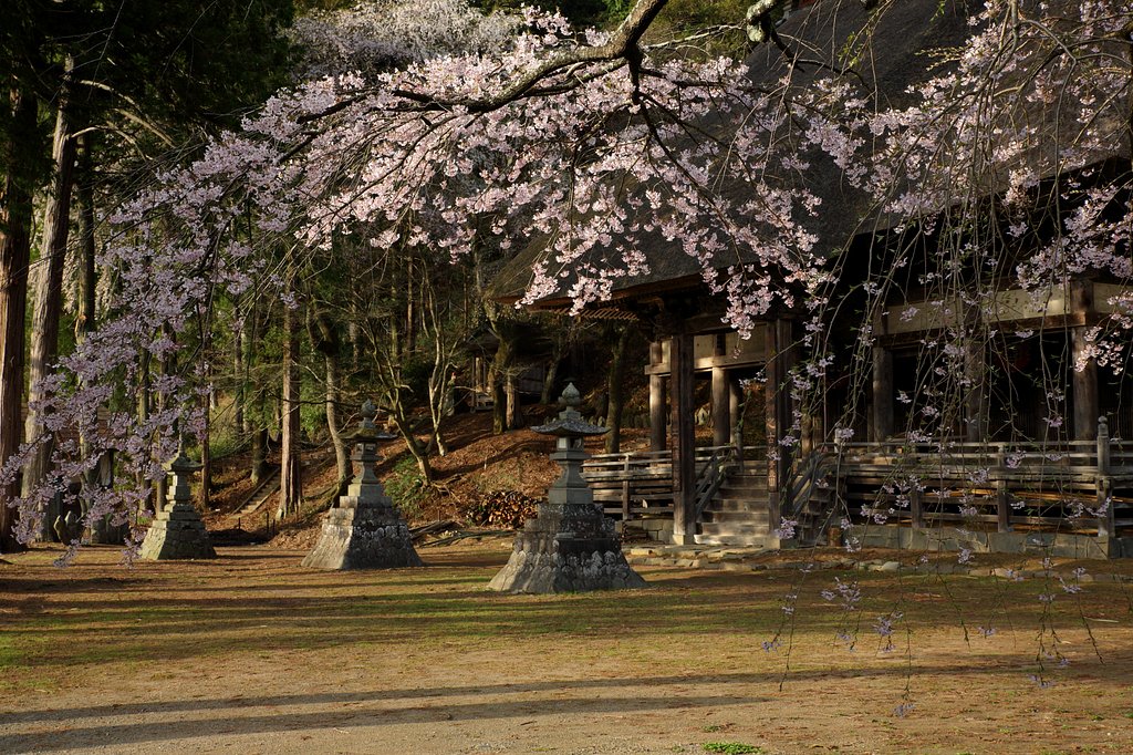 義仲の朝日が染めし夢見草