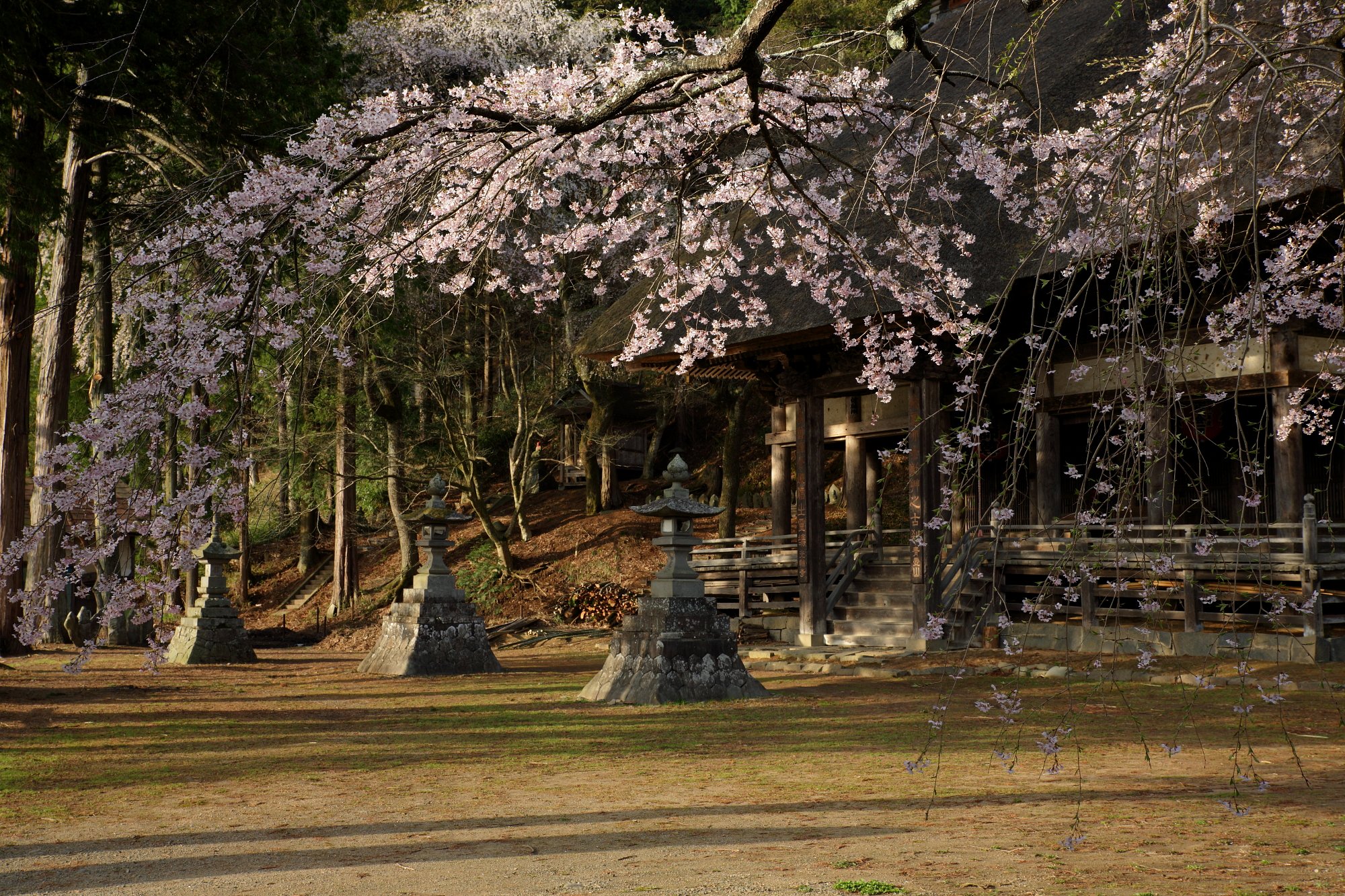 義仲の朝日が染めし夢見草