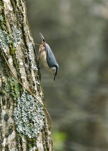 ゴジュウカラ