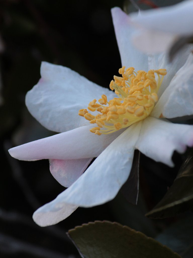 白山茶花もいいですね