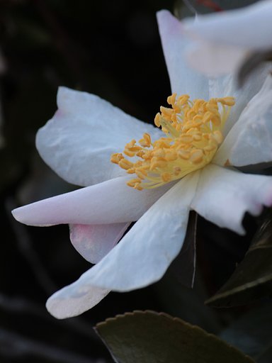 白山茶花もいいですね