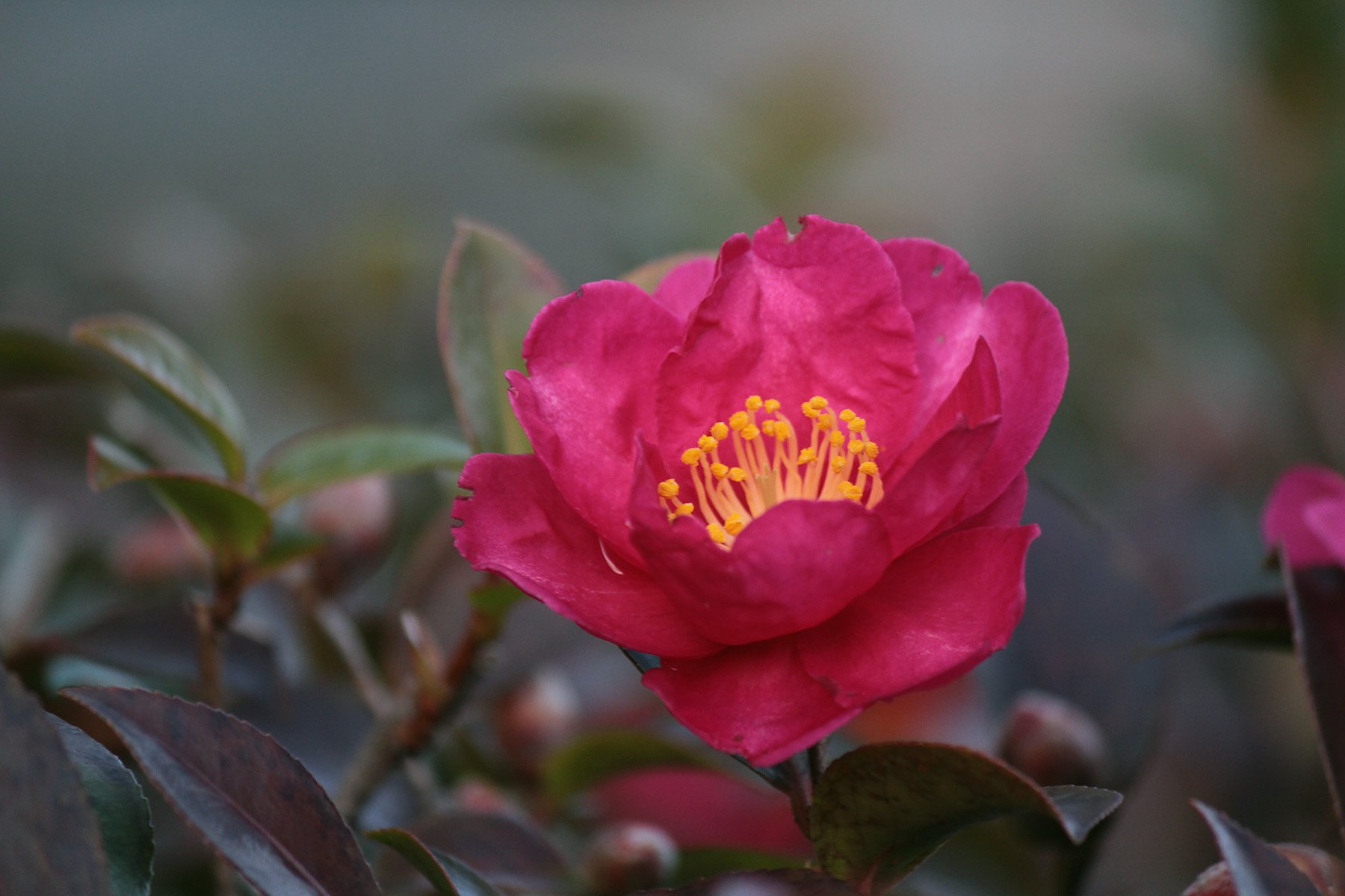 夕刻の山茶花さん