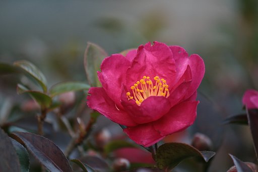 夕刻の山茶花さん