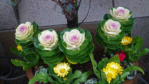 [花きゃべつ]