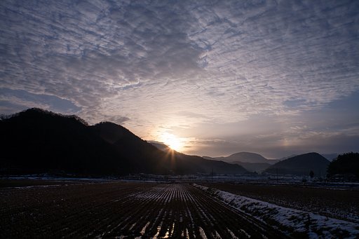 筋状のうろこ雲の中の朝日ので。