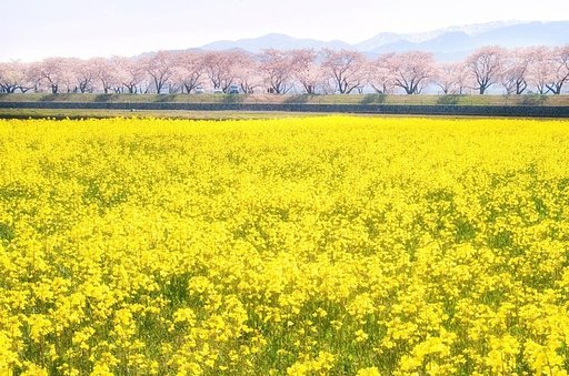 【光あれ】春よ恋い！