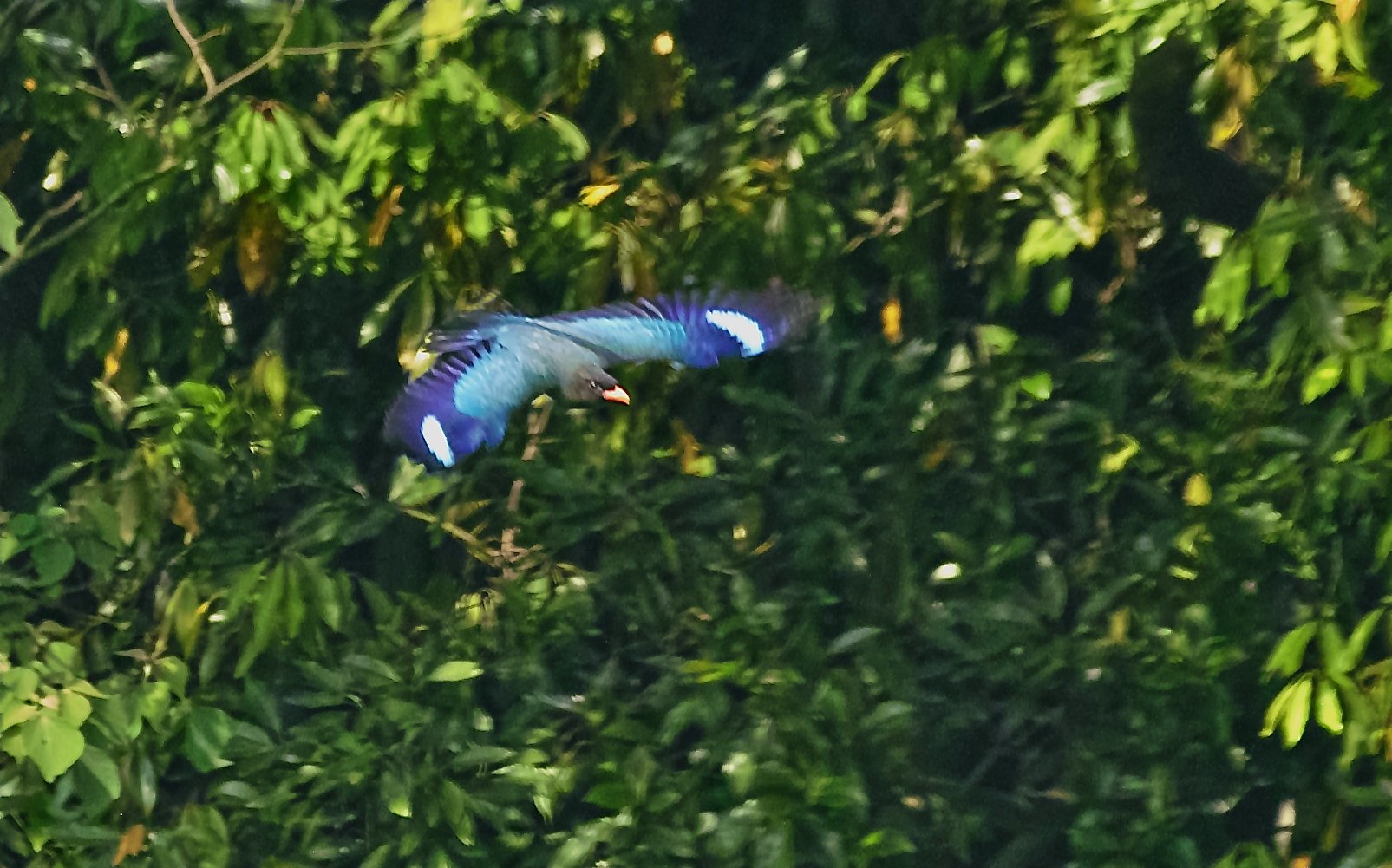 ブッポウソウ