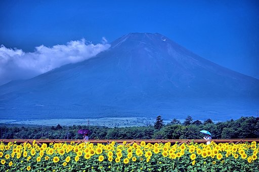 富士山と日傘とひまわり