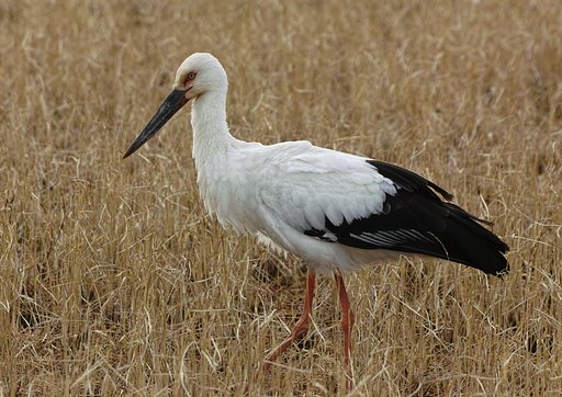 コウノトリ