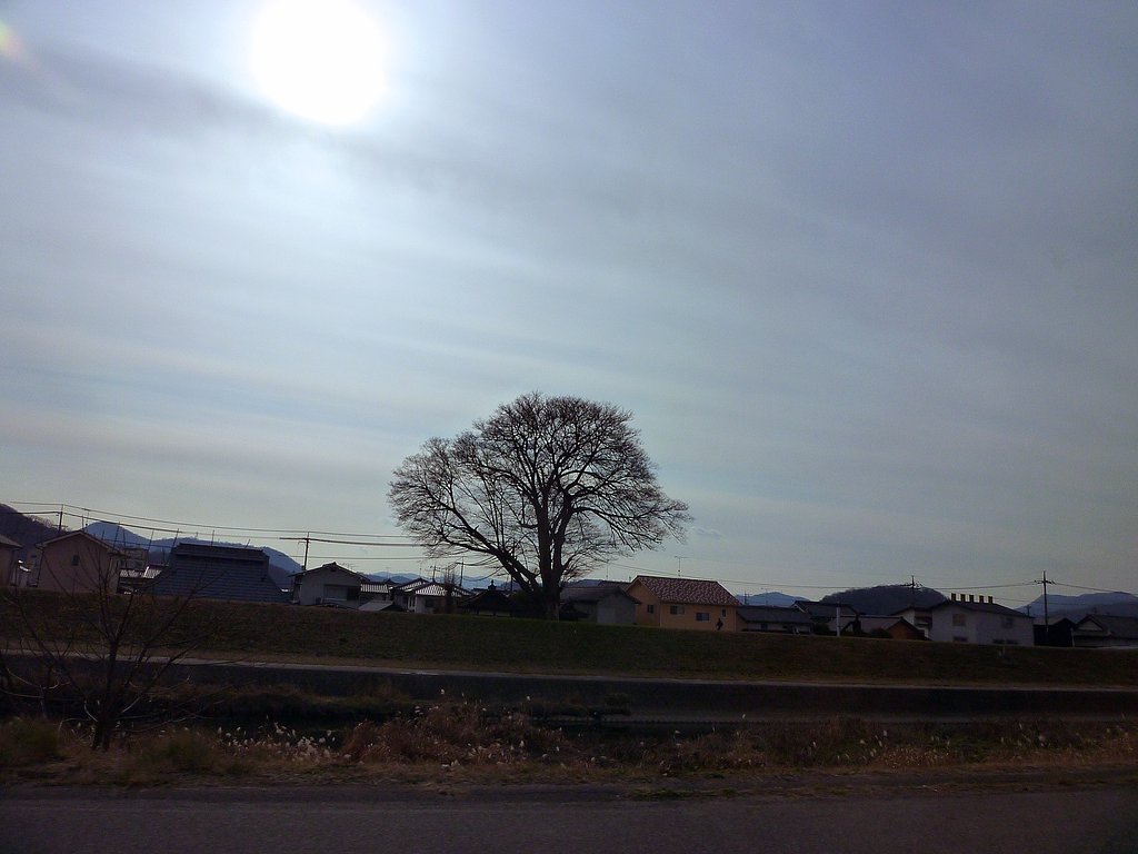 冬姿の楠