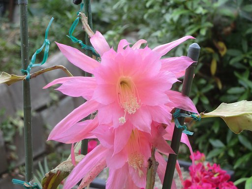 サボテンの花