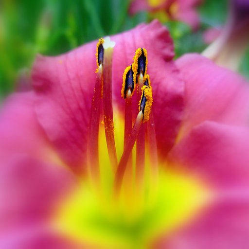 MACROの蕊