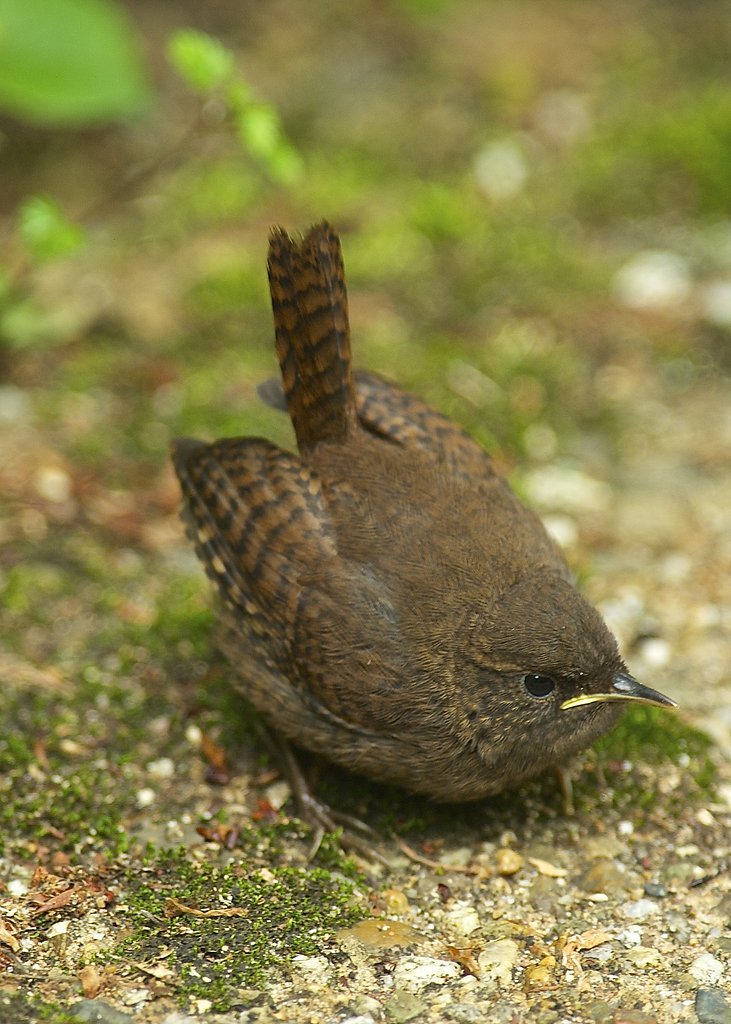 ピカピカの一年生だよ！