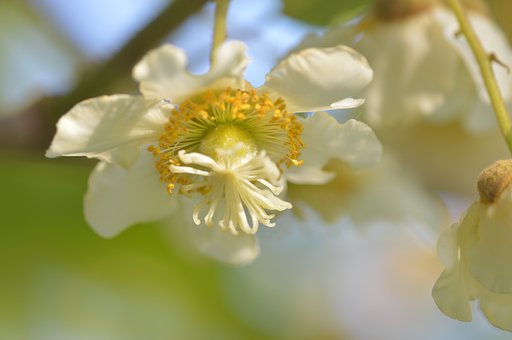 お花の実は
