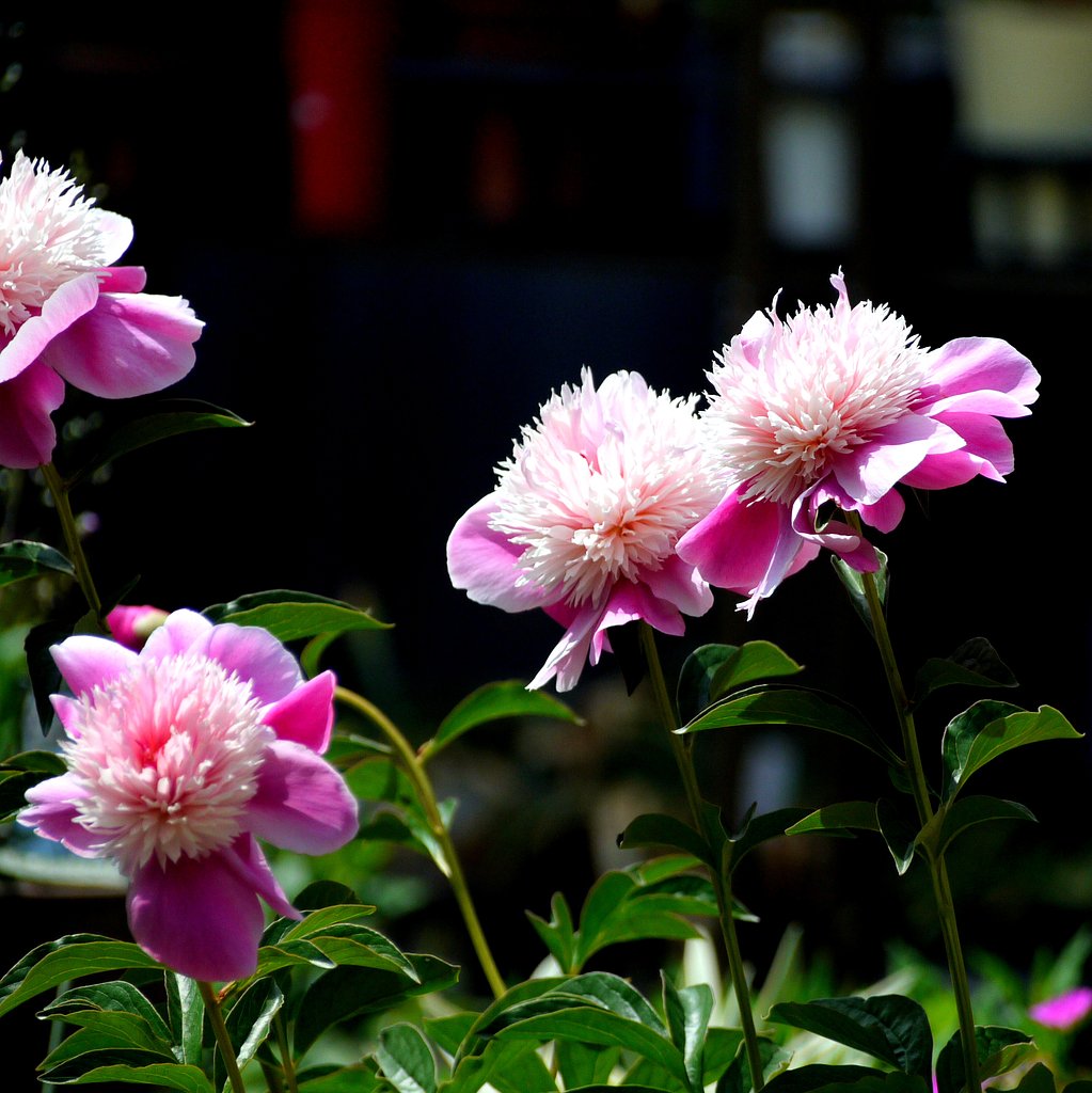芍薬（面影）