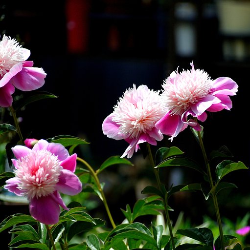 芍薬（面影）