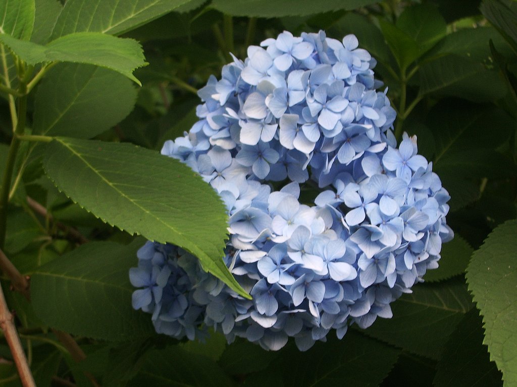 紫陽花