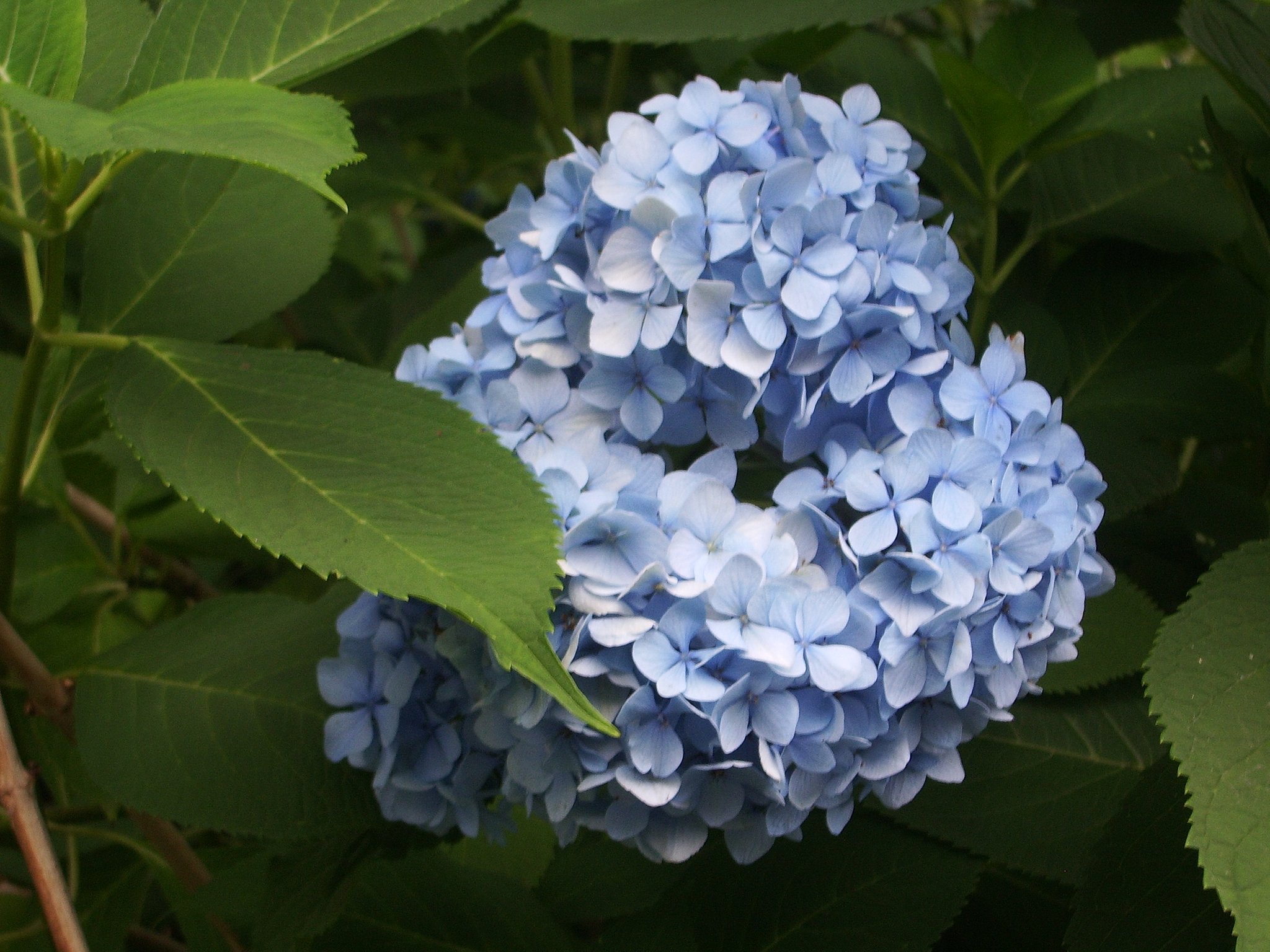 紫陽花