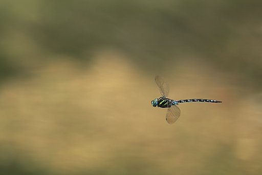 オオルリボシヤンマの勇姿