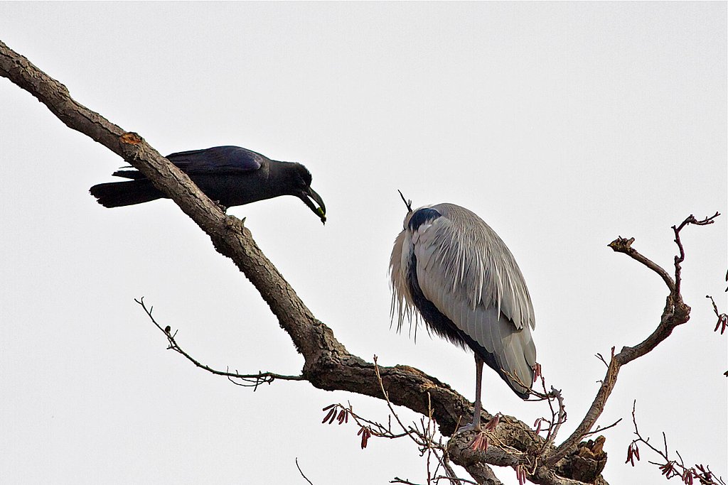 カラスの恩返し？