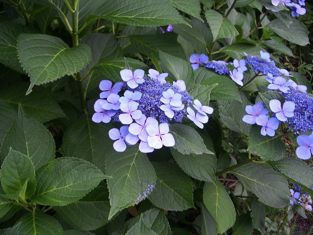 紫陽花