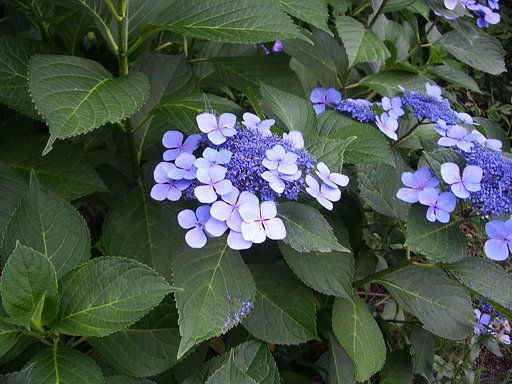 紫陽花