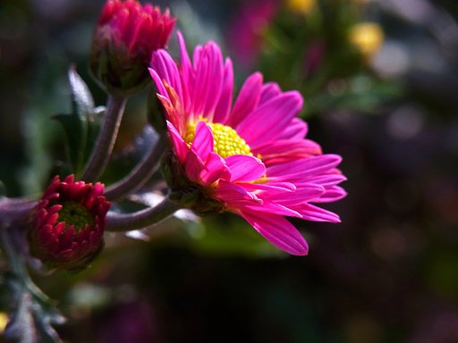 小菊