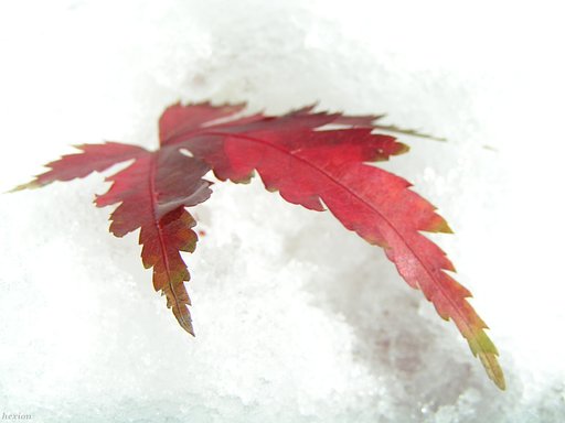 雪に紅葉