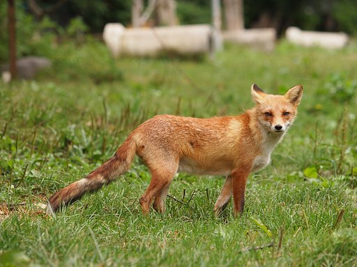 キタキツネ