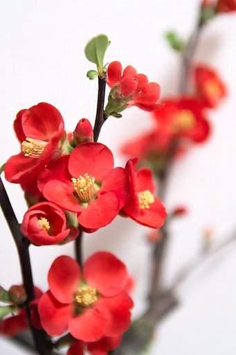 華やかに