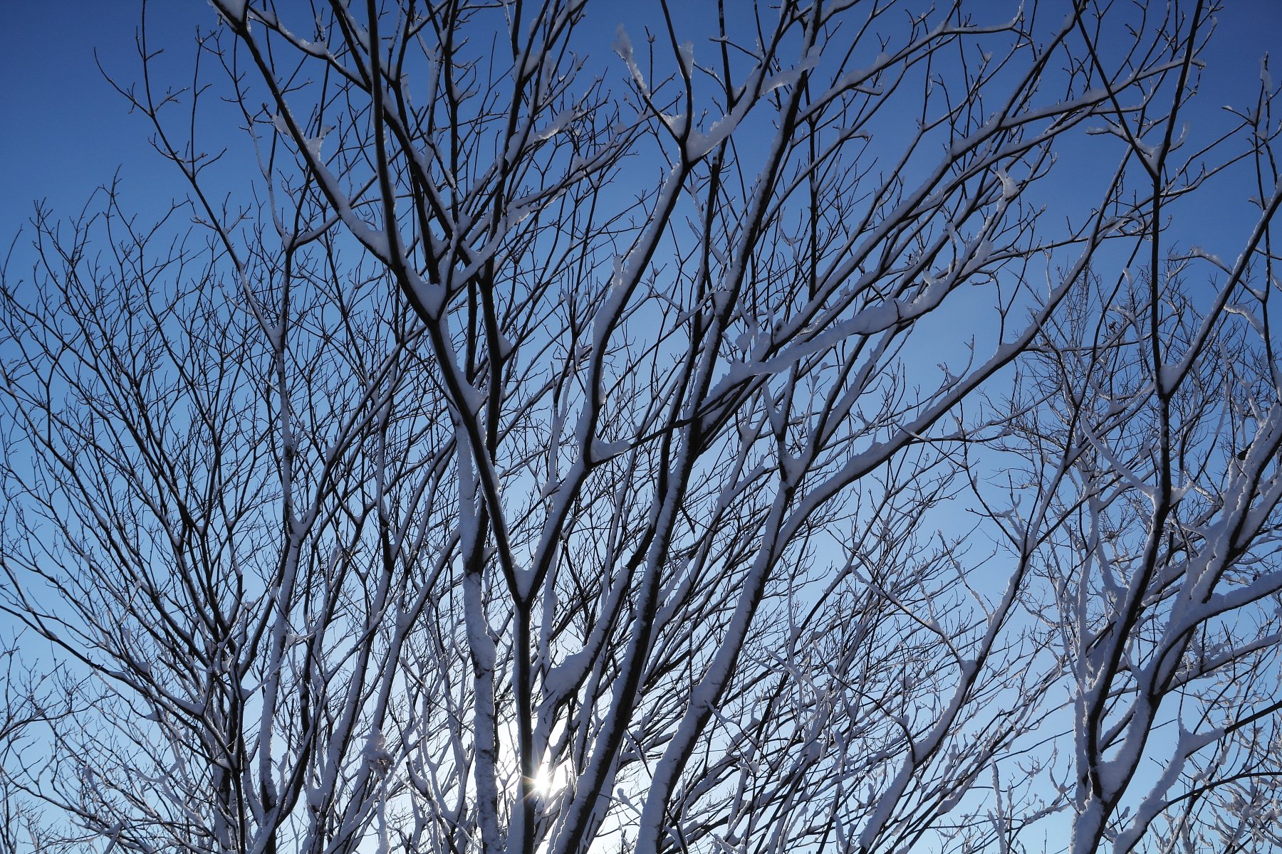樹木着雪