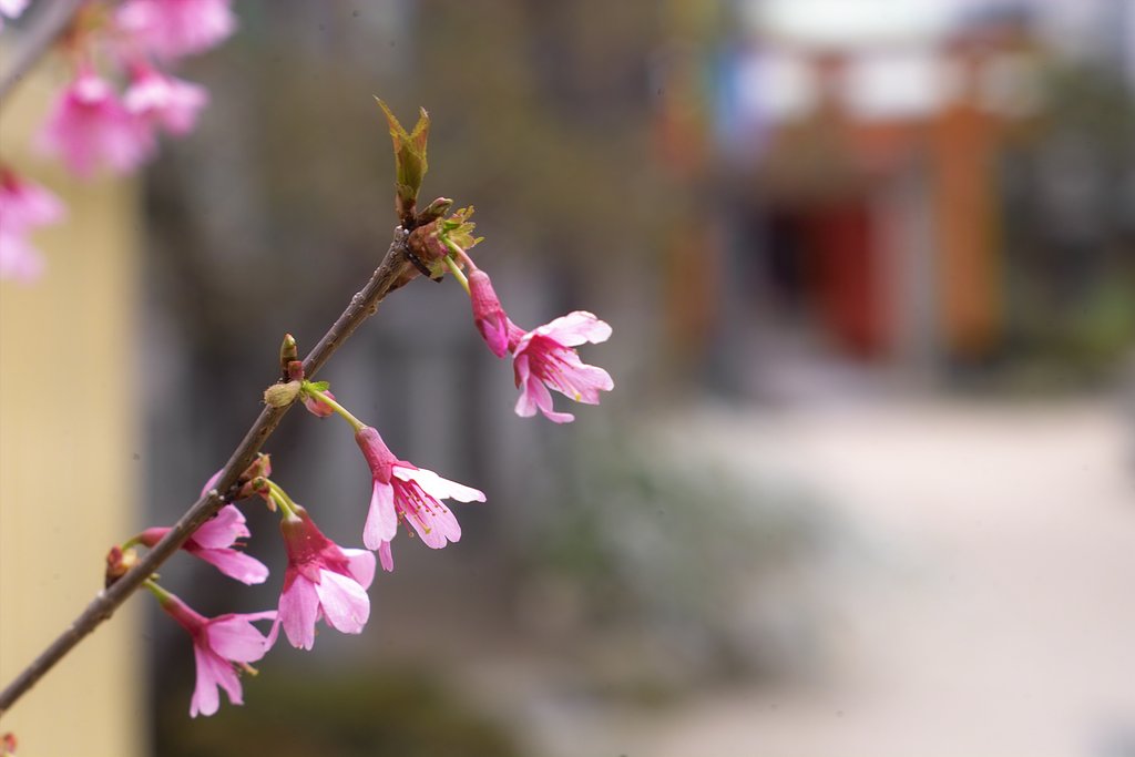 櫛田神社の桜