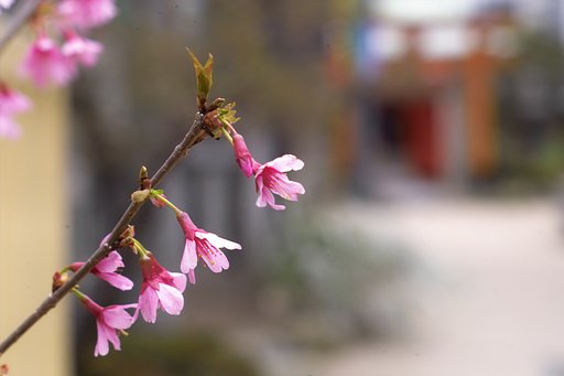 櫛田神社の桜