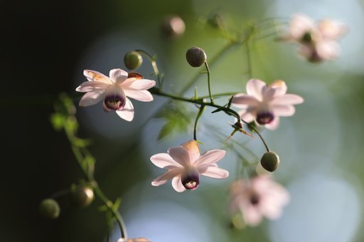 森のぼんぼり（点燈）