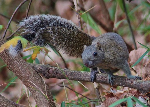 春近し