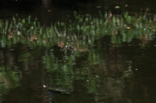 夏の水辺