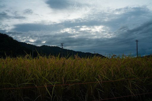 夕暮れ。